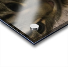 Gizmo - close up Acrylic print