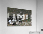 catnap Acrylic Print