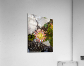 Upside top Acrylic Print
