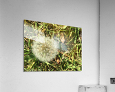 Puff Acrylic Print