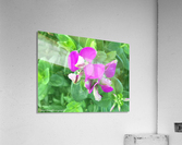 Purple Acrylic Print