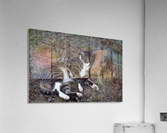 Sleep Acrylic Print