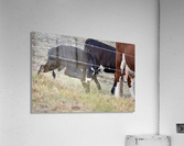 Scratchy Acrylic Print