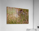 peek a boo Acrylic Print