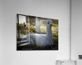 Cria (baby) resting Acrylic Print
