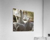 Love Alpacas Acrylic Print