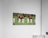 Mare & foal a Acrylic Print