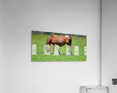 Mare grazing Acrylic Print