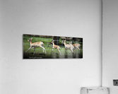 Oh deer Acrylic Print