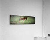 Foal sleepy Acrylic Print