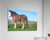 Heavy horse Acrylic Print