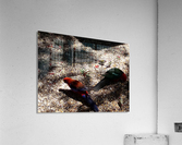 Birds feeding  Acrylic Print
