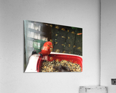 King parrot a Acrylic Print