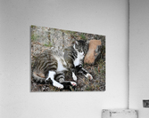 Tiny - Stone for a pillow Acrylic Print