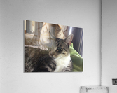 Tiny - what you want Acrylic Print