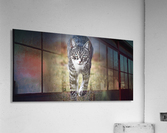 Tiny - walking Acrylic Print
