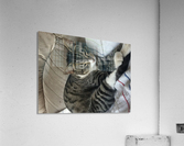 Tiny - tired Acrylic Print