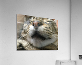 Gizmo - fast asleep Acrylic Print