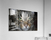 Gizmo - hansome Acrylic Print