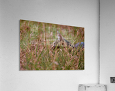 Gizmo - hiding Acrylic Print