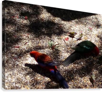 Birds feeding  Canvas Print