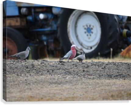 Birds by tractor Canvas Print