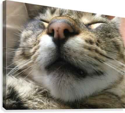 Gizmo - fast asleep Canvas Print