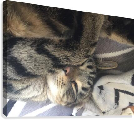 Gizmo - sleepy Canvas Print