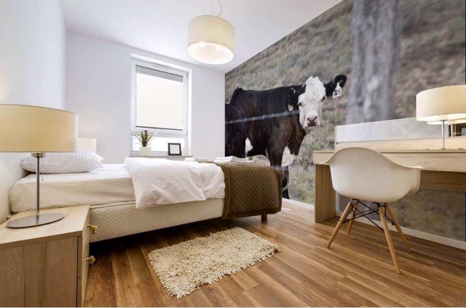 Calf white face Mural print