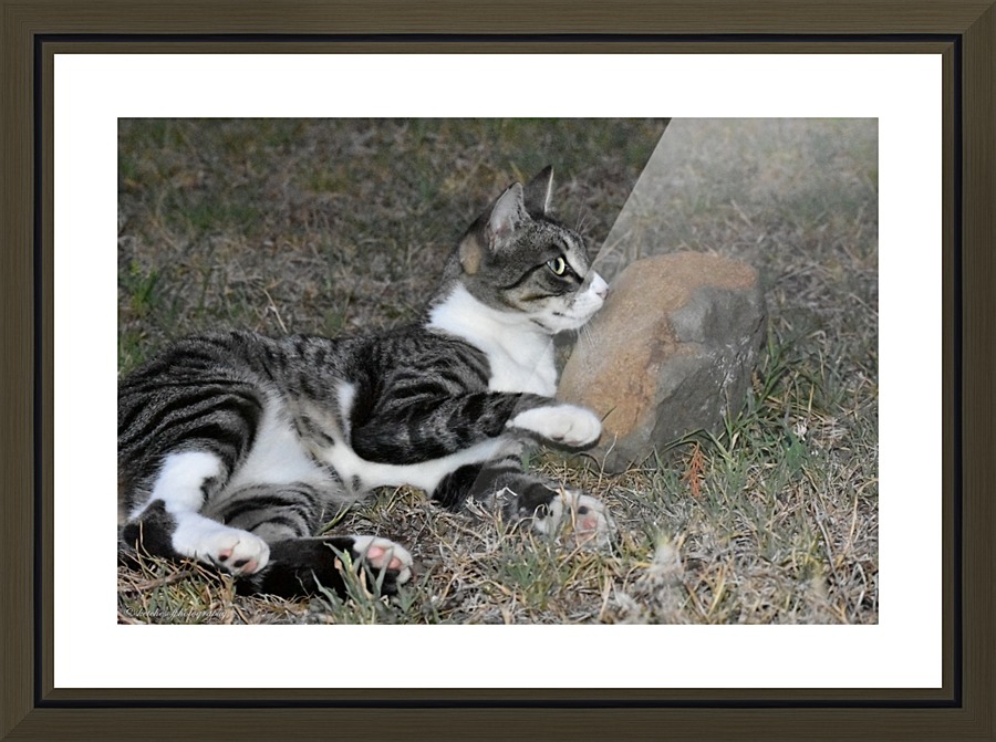 catnap Picture Frame print