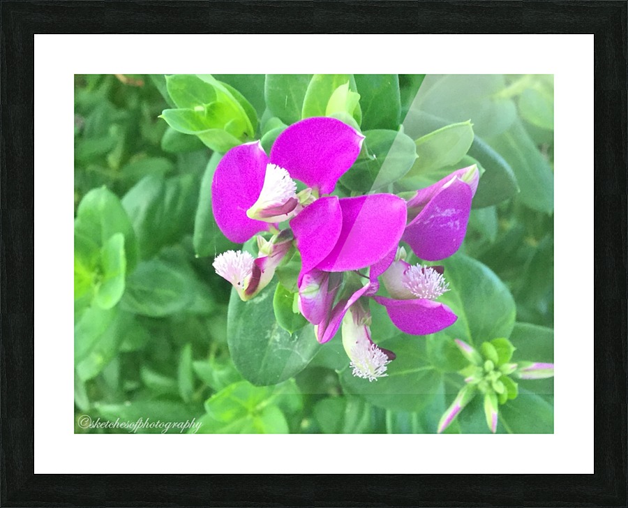 Purple Picture Frame print