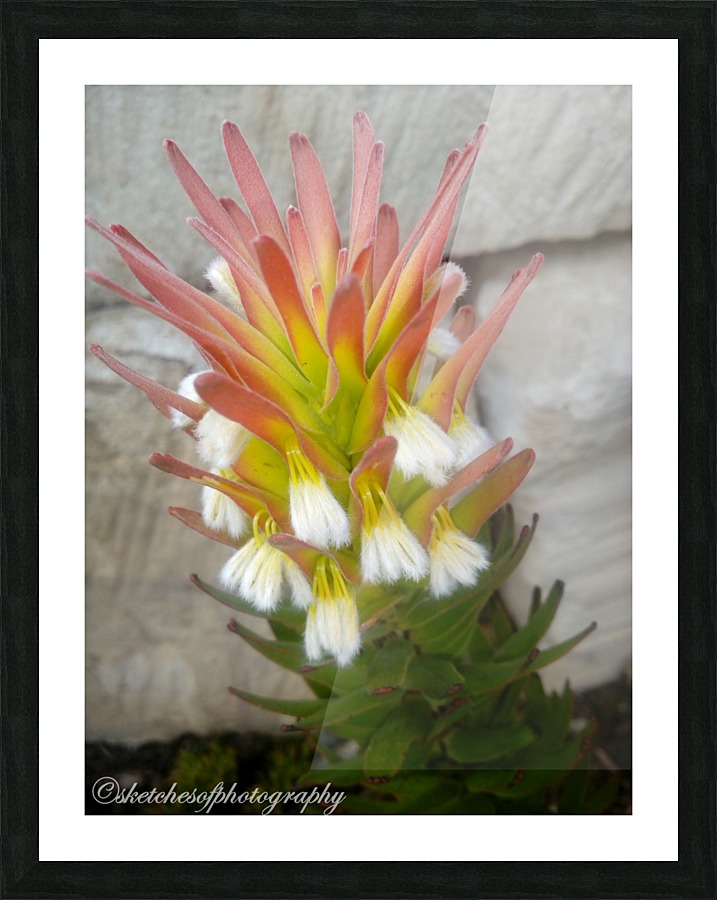 beauty Picture Frame print