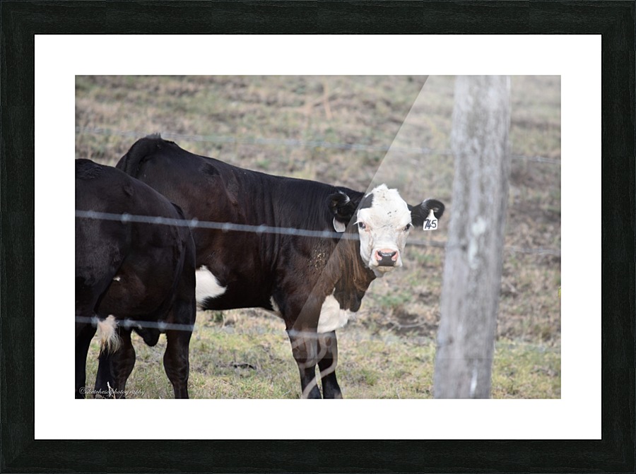 Calf white face Picture Frame print
