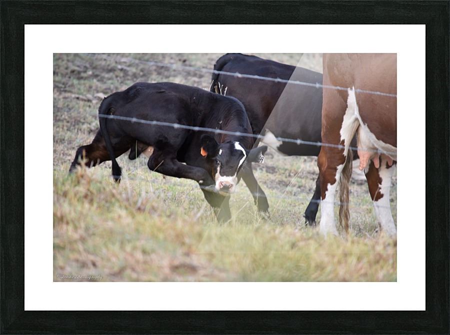 Scratchy Picture Frame print