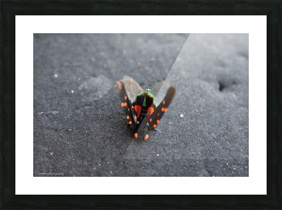 bug Picture Frame print