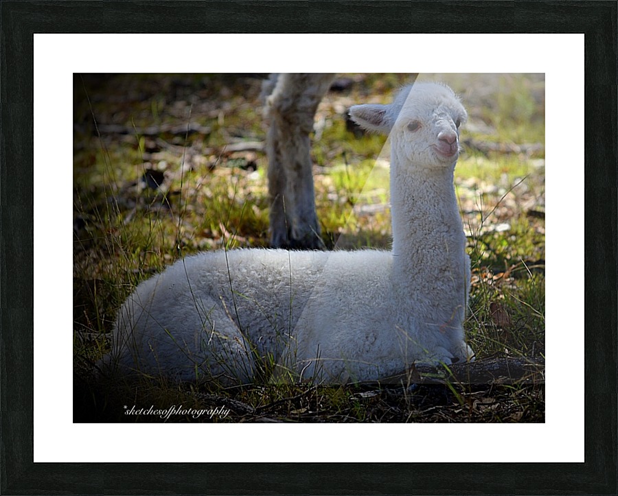 Cria (baby) resting Picture Frame print