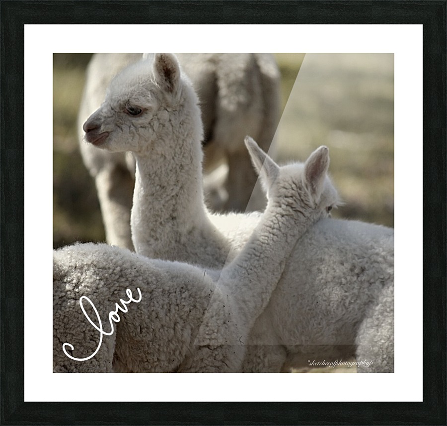 Love Alpacas Picture Frame print