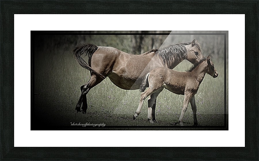 Mare & foal Picture Frame print
