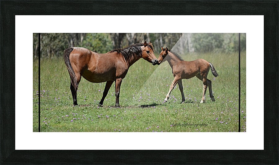 Mare & foal a Picture Frame print