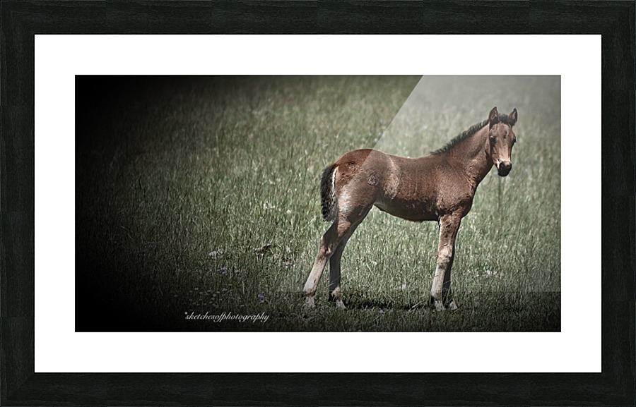 Foal looking Picture Frame print