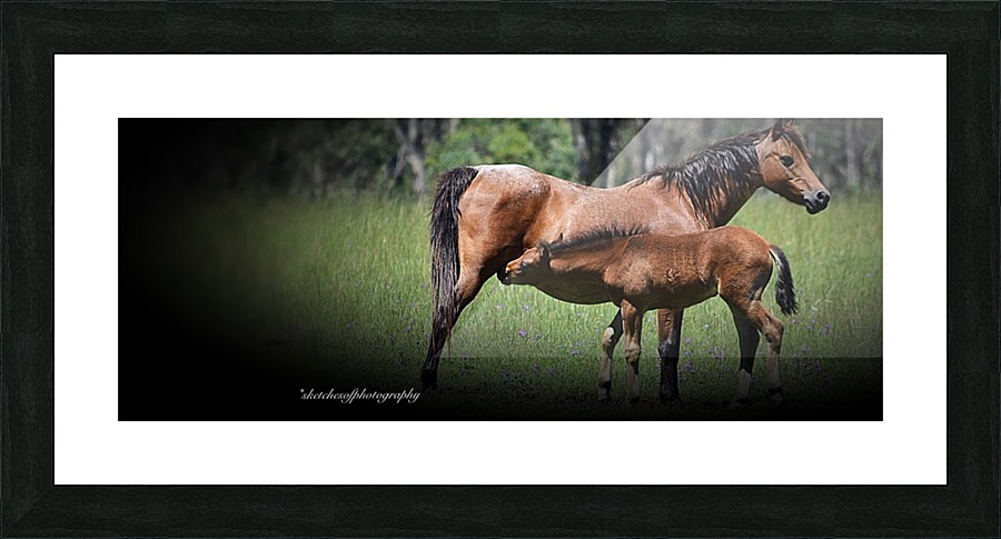 Foal suckling Picture Frame print