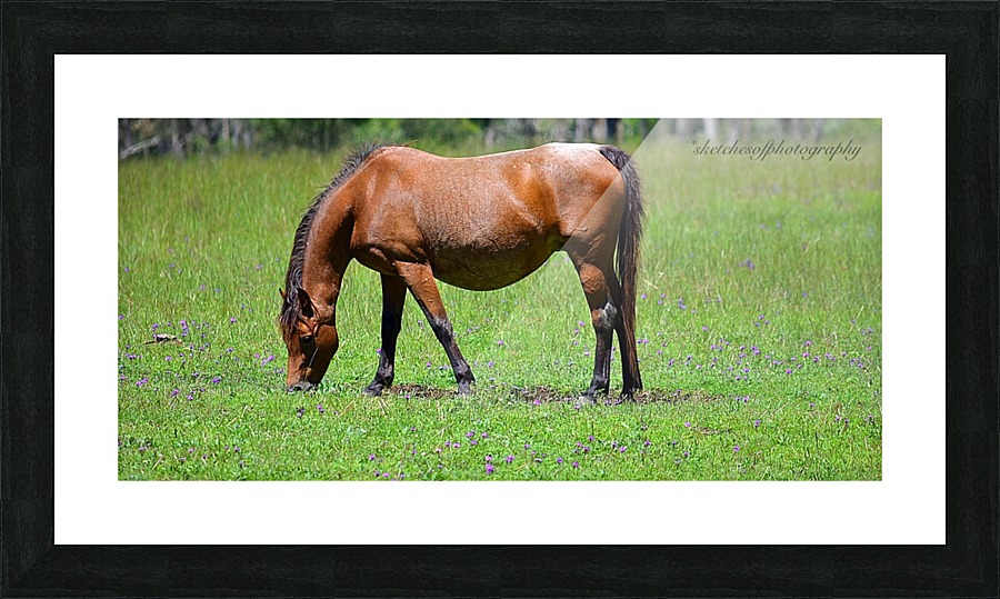 Mare grazing Picture Frame print