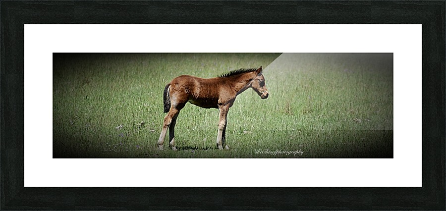 Foal sleepy Picture Frame print