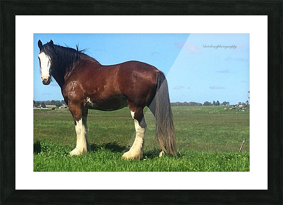 Heavy horse Picture Frame print