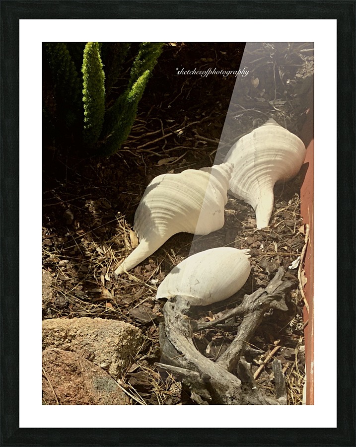shells posed Picture Frame print