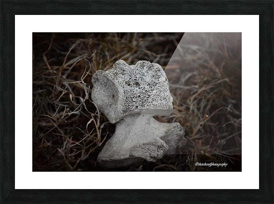 Bone in grass Picture Frame print