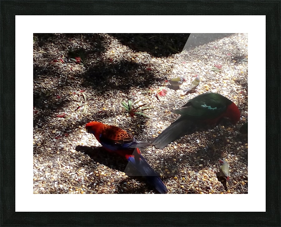 Birds feeding  Picture Frame print