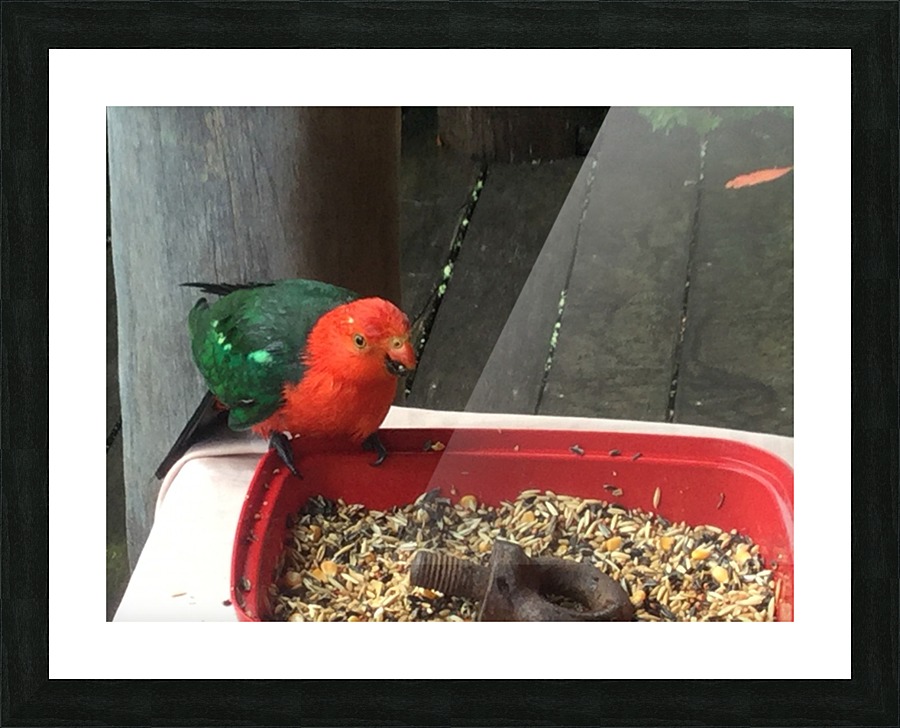 King parrot a Picture Frame print
