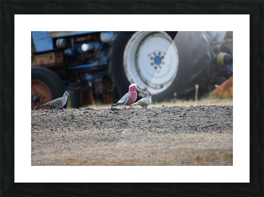 Birds by tractor Picture Frame print