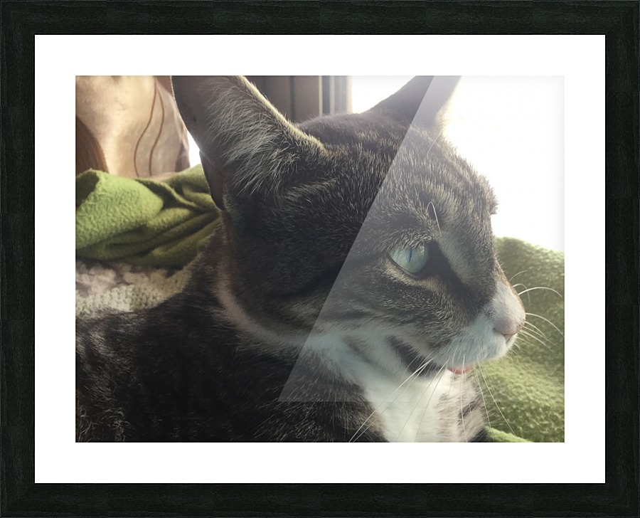 Tiny - Yawn ... Picture Frame print